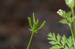 Hairyfruit chervil